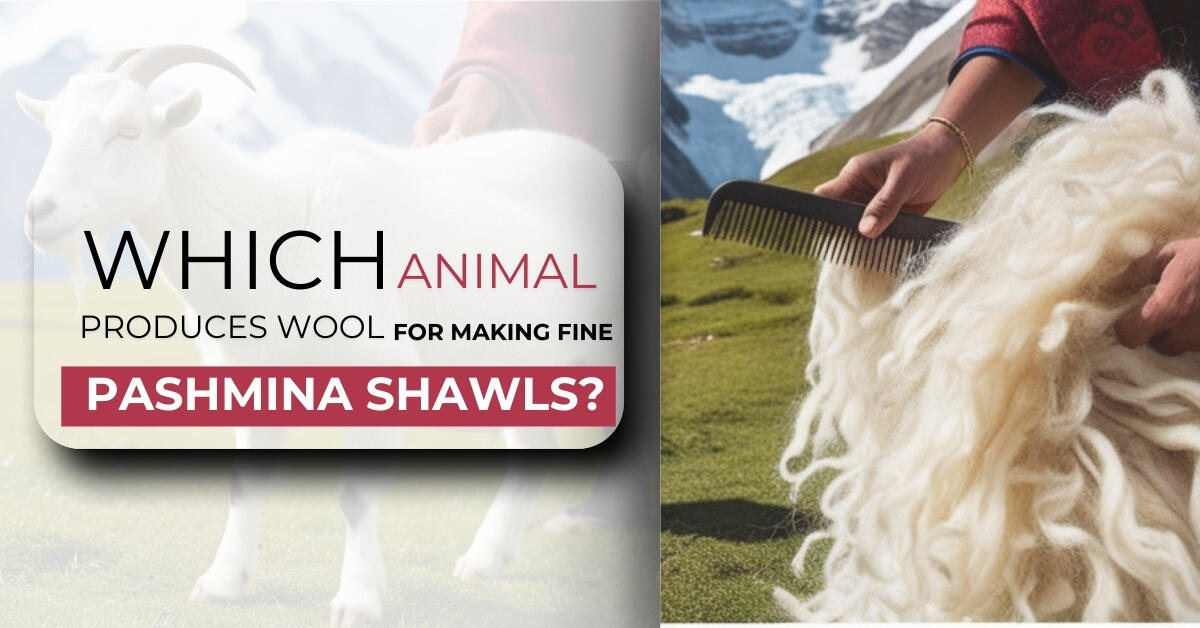 Which Animal Produces Wool for Making Fine Pashmina Shawls - Ayesha’s Collection
