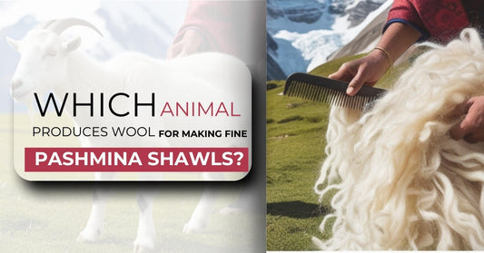 Which Animal Produces Wool for Making Fine Pashmina Shawls - Ayesha’s Collection